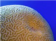 Mozkový korál - Diploria