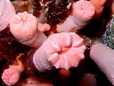 Cup coral