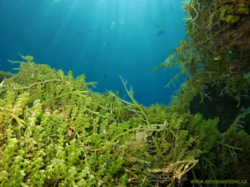 Zelené řasy Caulerpa racemosa