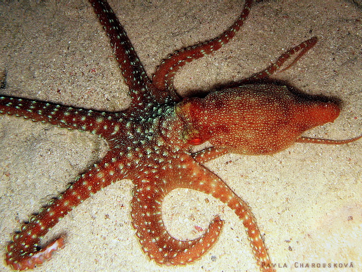Chobotnice ramenatá - Octopus macropus