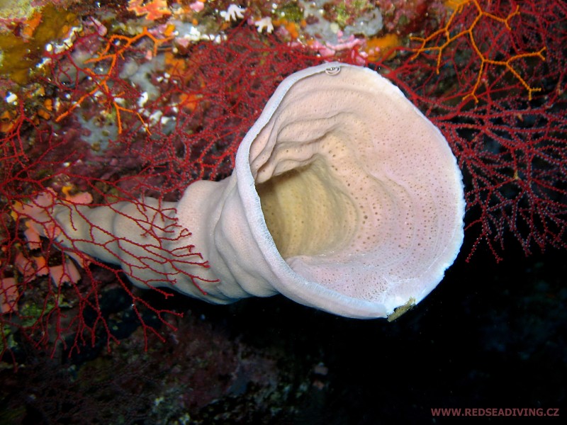 Mořské houby - Houbovci