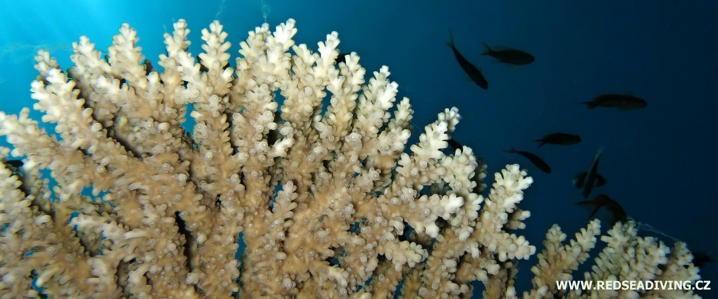 Stolové koráli, větevníci a pórovníci