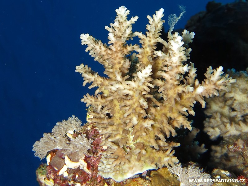 Větvící se korál Acropora