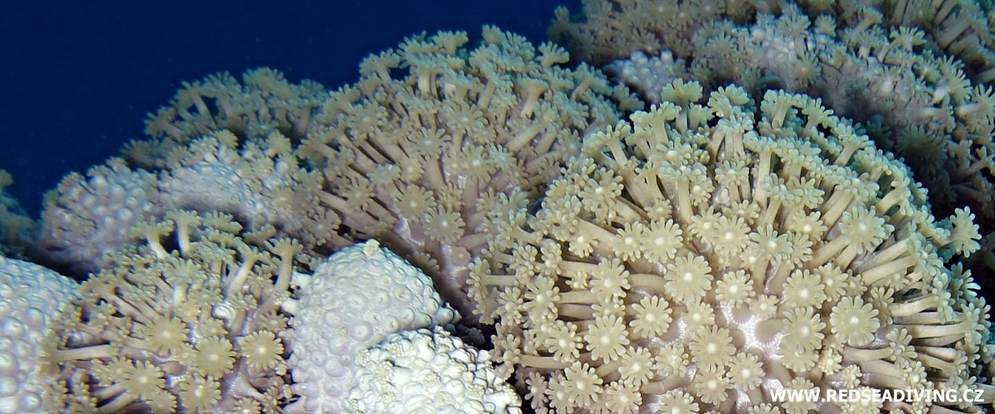Kopcovité koráli, dírkovníky