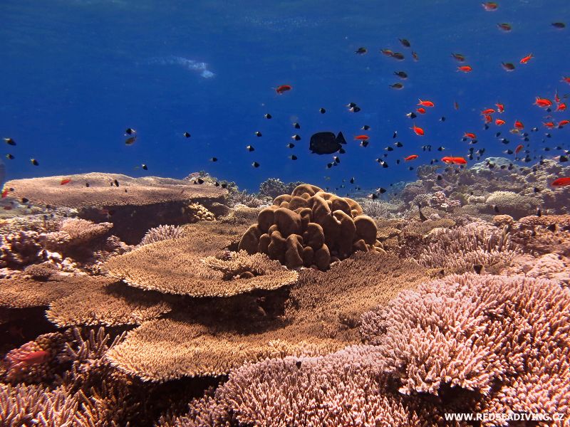 Korálový útes Carless Reef, Rudé moře