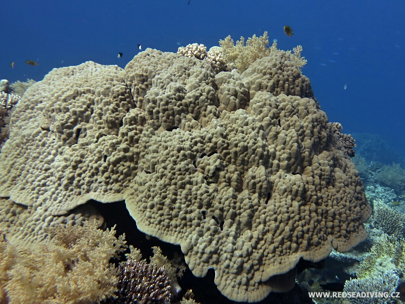 Masivní korál Porites