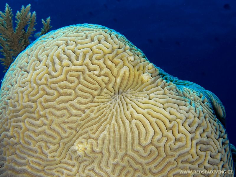 Meandrující korál Platygyra