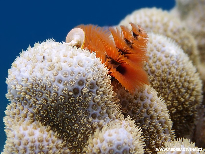 Kopcovité koráli, dírkovníky