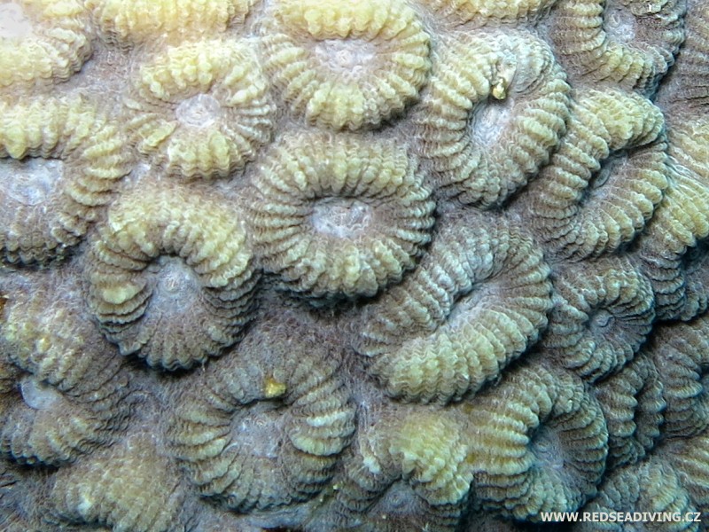 Samostatné stěny korálu Favia
