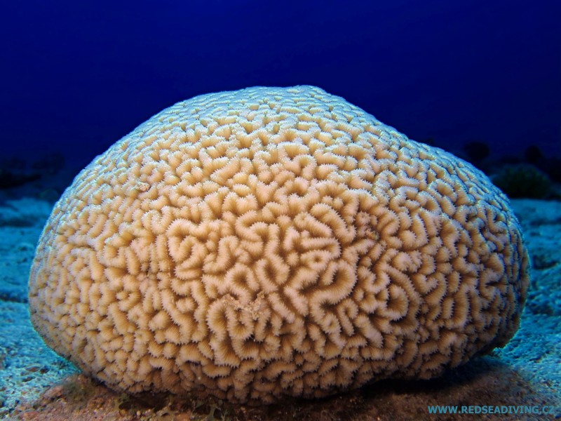Neidentifikovaný tvrdý korál podobný mozku