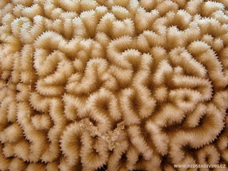 Neidentifikovaný tvrdý korál podobný mozku