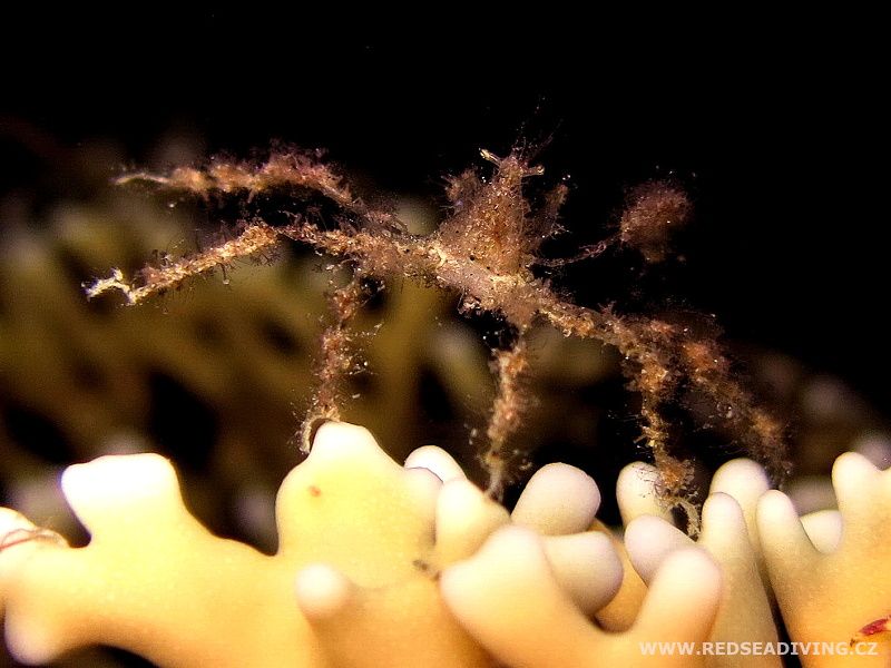 Achaeus spinosus - krab ostnitý