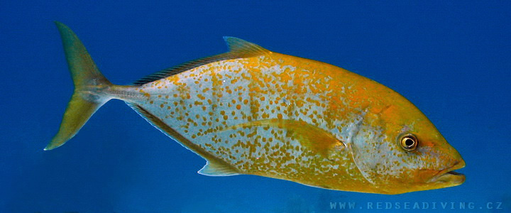 Carangoides bajad - Kranas oranžovoskvrnný