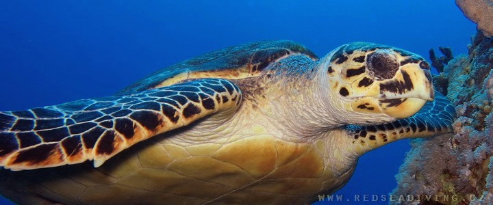 Mořské želvy - Karety