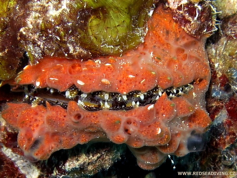 Spondylus marisrubri - ostnovka rudomořská