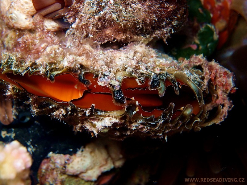 Pinctada margaritifera - perlotvorka mořská