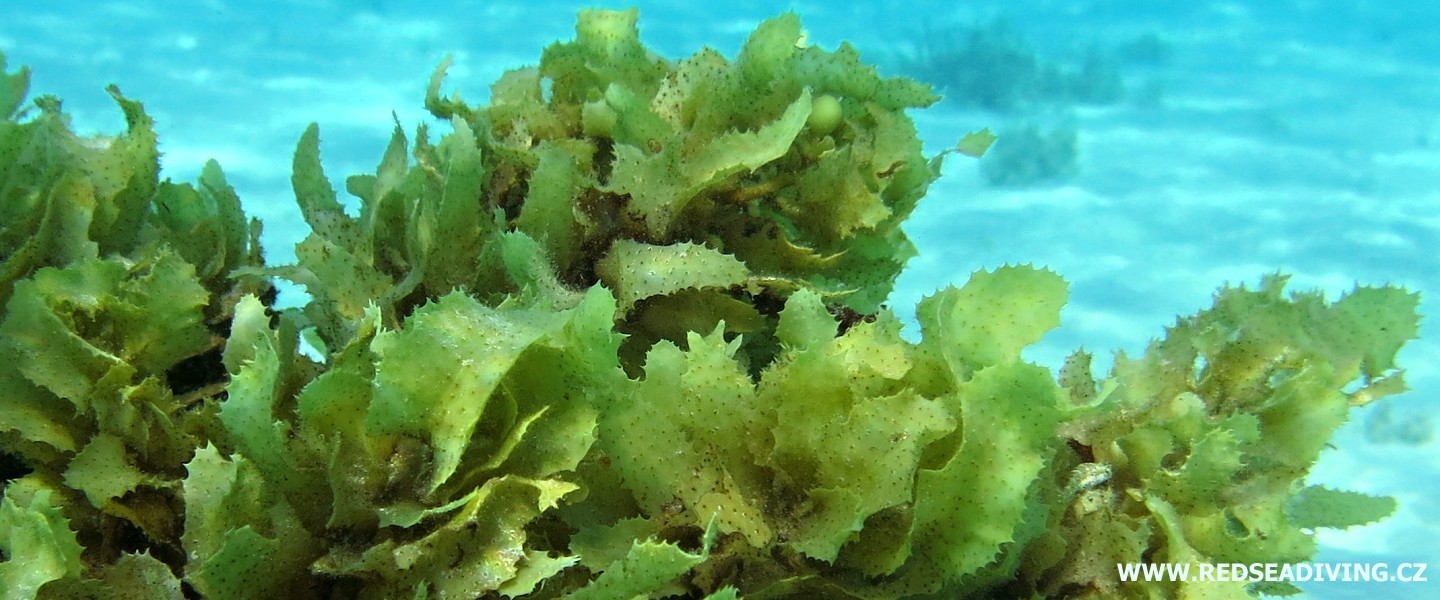 Mořské rostliny a řasy