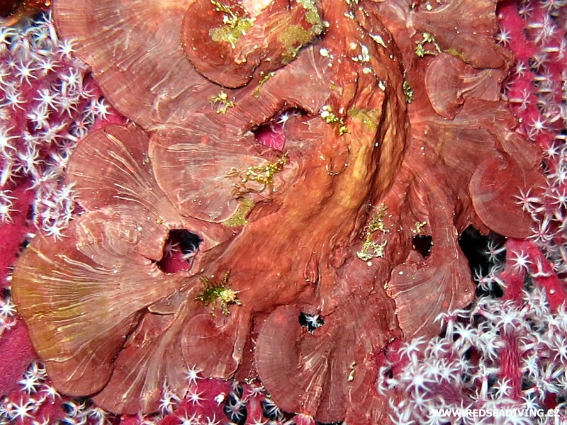 Červená řasa ruducha Mesophyllum