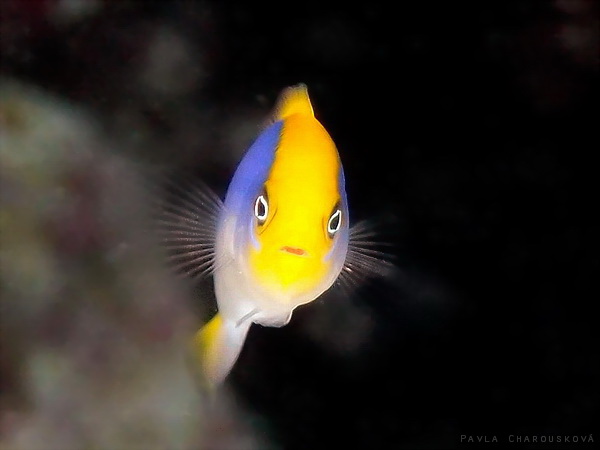 Pseudochromis flavivertex - Sapínovec žlutohřbetý