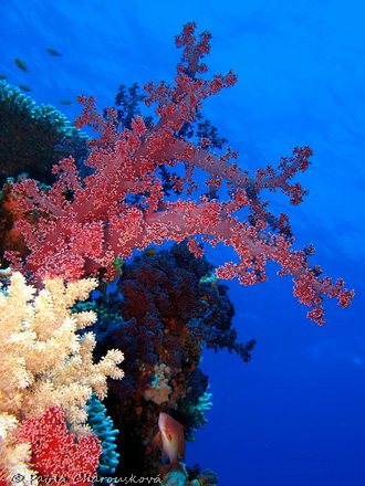 Měkké koráli - korálový útes Hurghada, Egypt