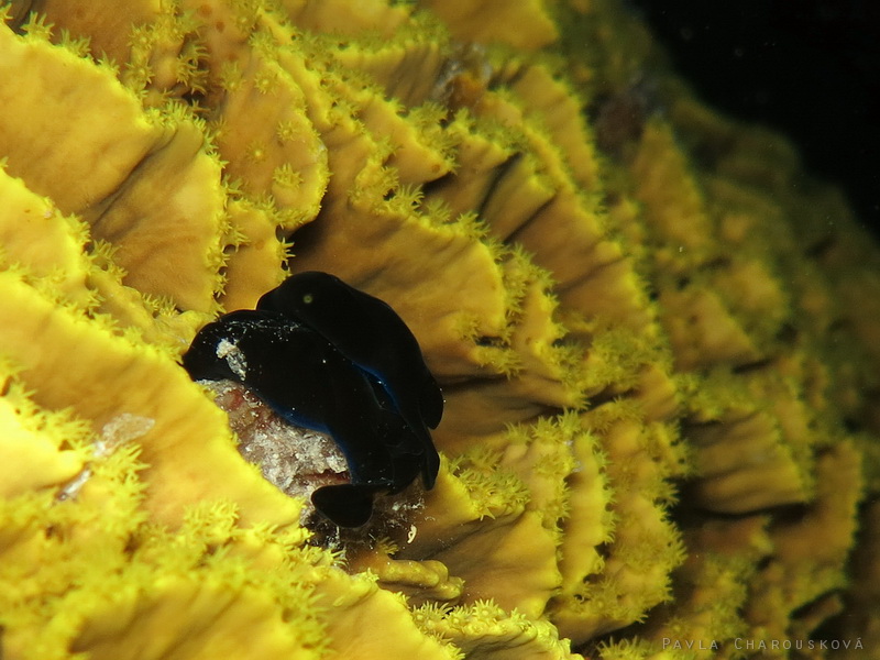 Chelidonura flavolabata - Aglaja žlutopyská