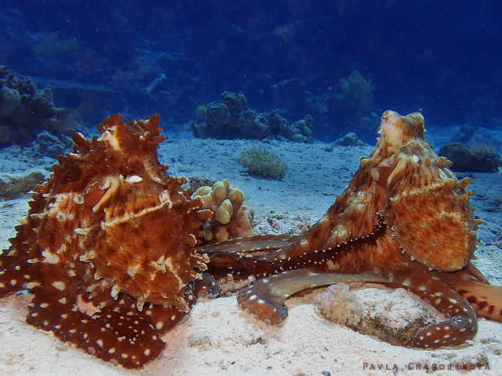 Octopus cyanea - Chobotnice modrá - pár