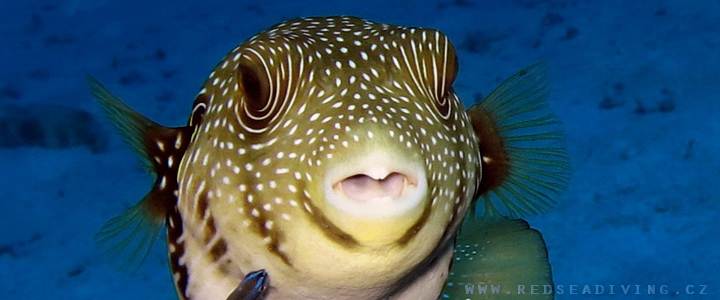 Puffer Fish - Čtverzubec