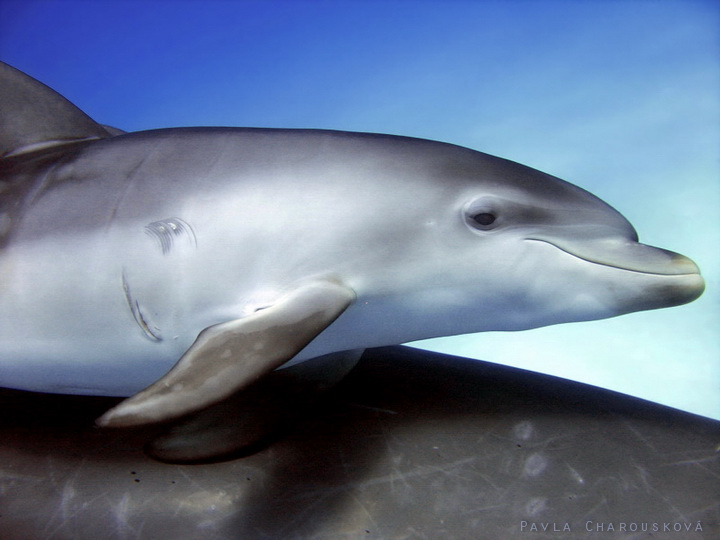 Mládě delfína