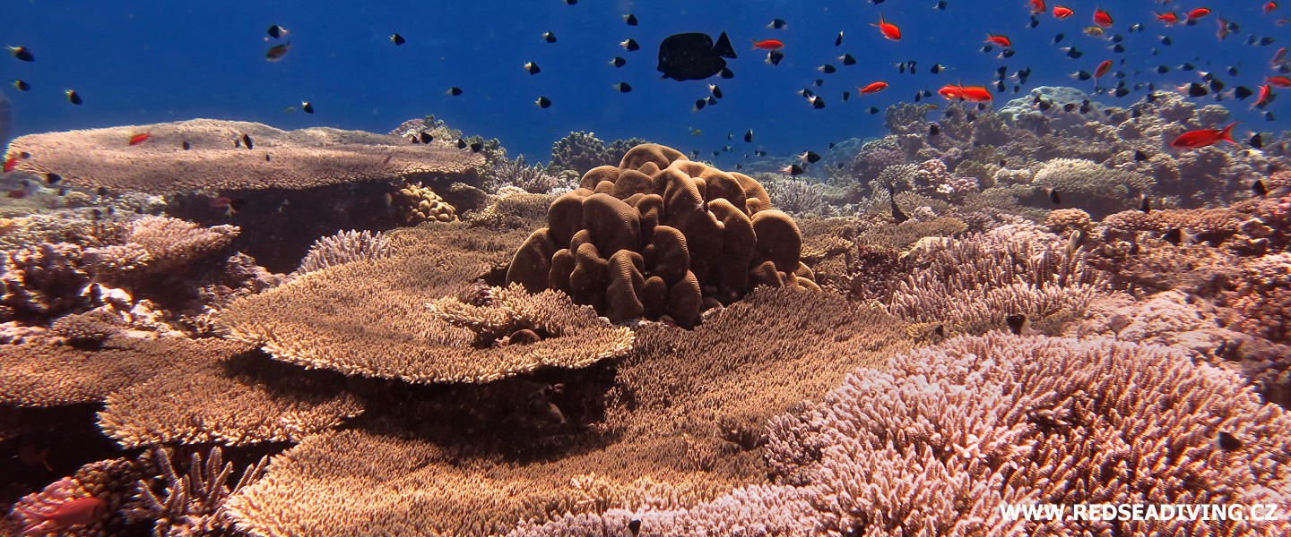Jak identifikovat tvrdý korál