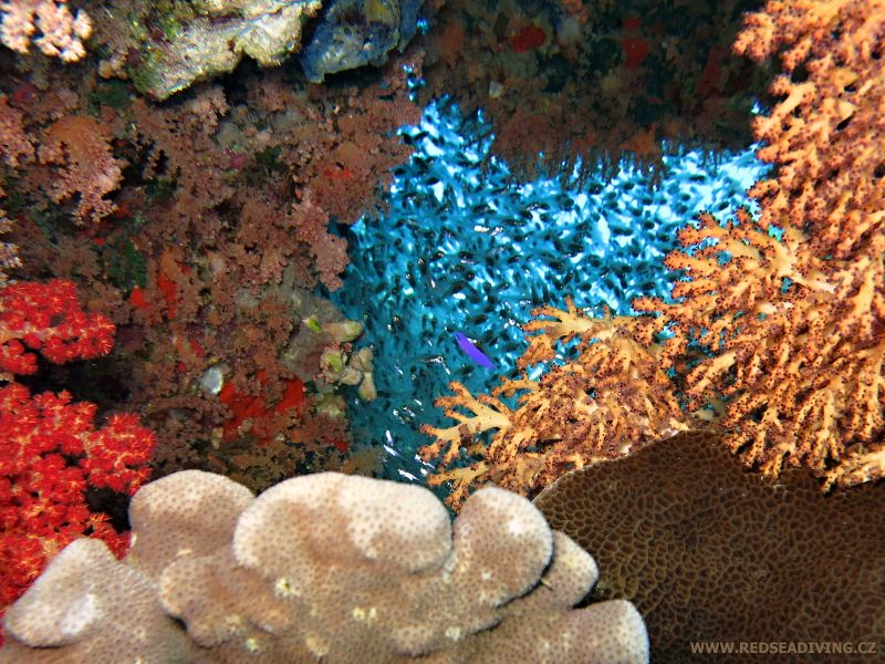 Korálové okénko na El Aruk Diana, Rudé moře