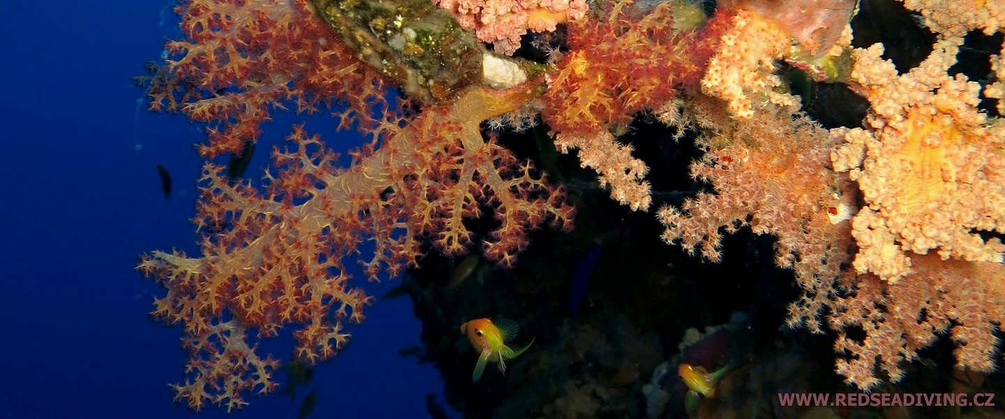 Měkké koráli, laločníci Dendronephthya