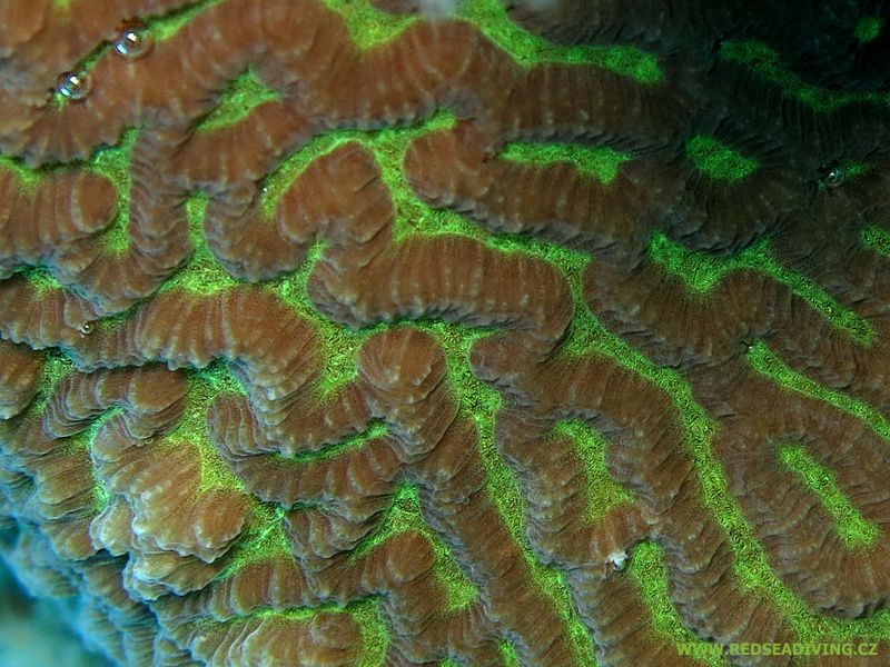Útesovník (Platygyra) s fluorescenčním pigmentem