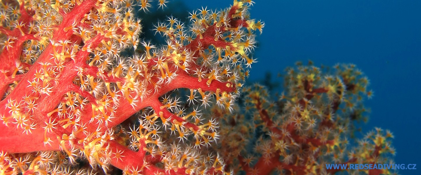 Koráli rozkvetlé třešně, laločníci Siphonogorgia