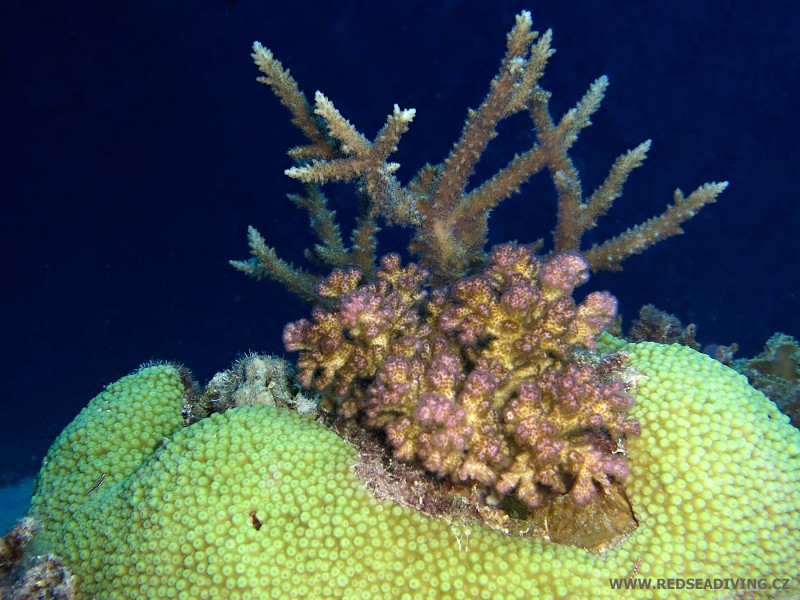 Tvrdé korály na útesu v Hurghadě