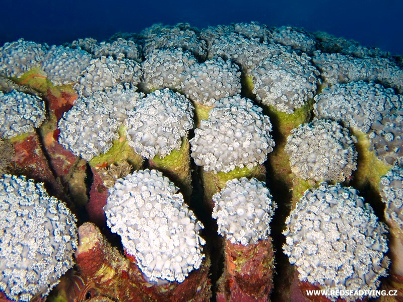 Tvrdé korály na útesu v Hurghadě