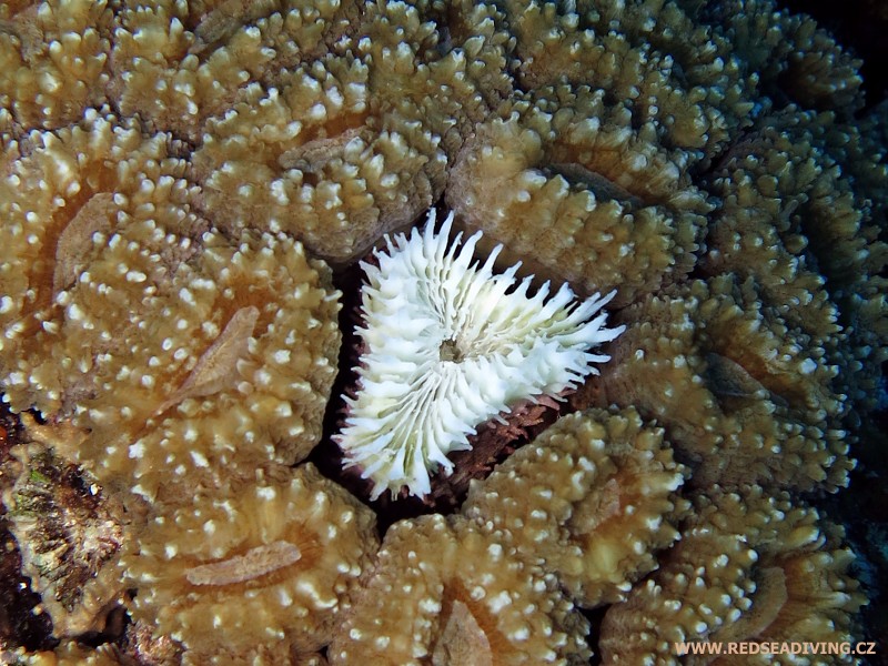 Uprostřed vápenatý koralit nepřekrytý měkkými tkáněmi