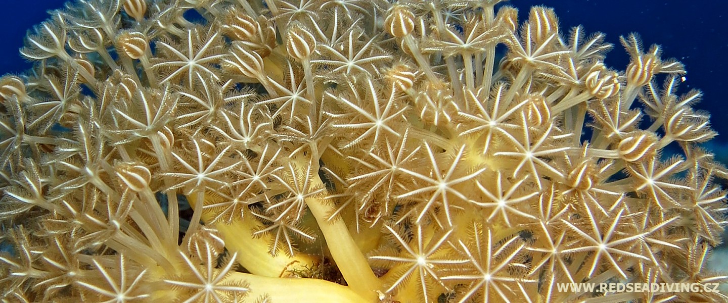 Pulzující koráli, laločníci Xenidy