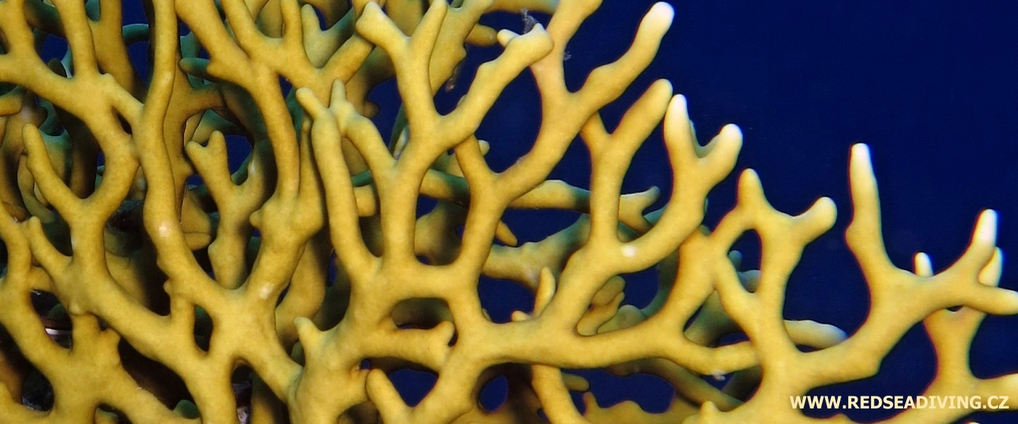Žahavé koráli