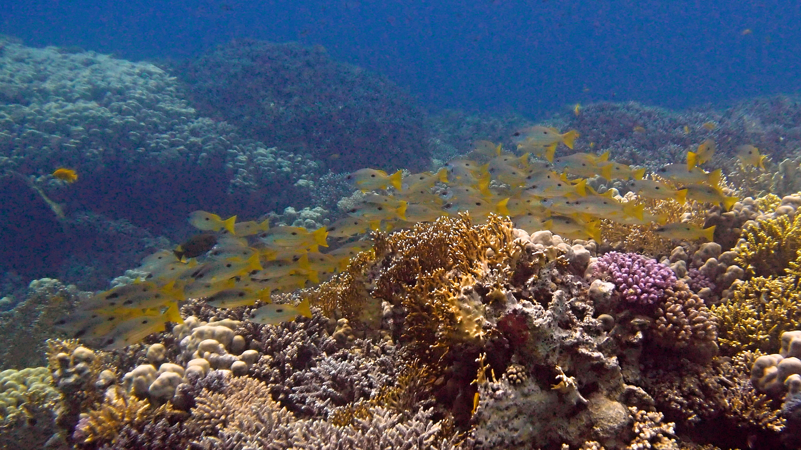 Mělké korálové zahrady