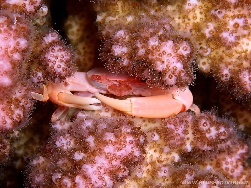 Tetralia cavimana - krab hnědý