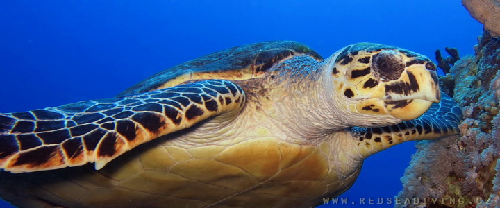 Mořská želva - kareta pravá