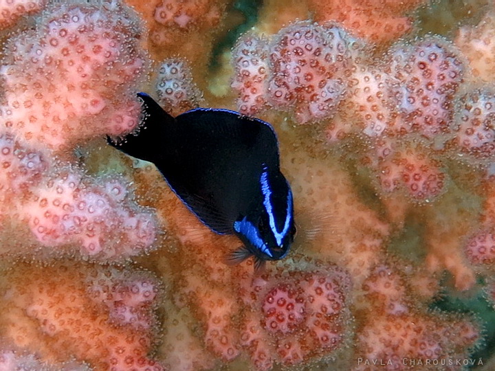Pseudochromis springeri - Sapínovec Springerův