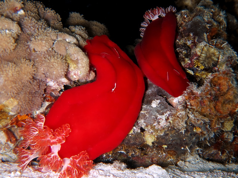 Hexabranchus sanguineus - Šestižábrovec červený (španělská tanečnice) - pár