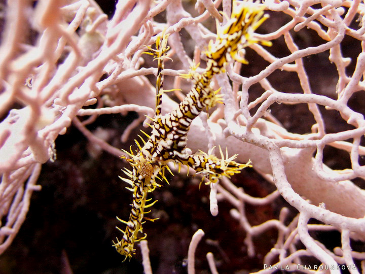 Solenostomus paradoxus - Vějířník třásnitý