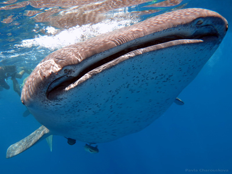 Rhincodon typus - Žralok obrovský - velrybí